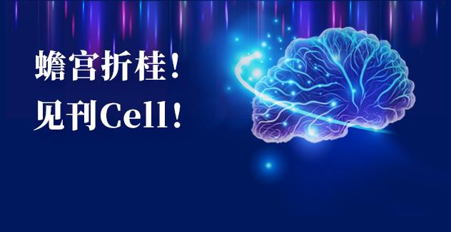 Cell项目文章 | 中国科学家解码人脑多区域时空发育奥秘！