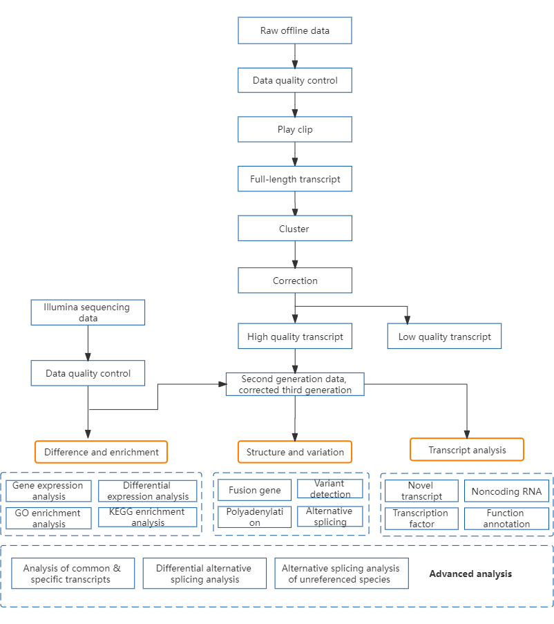 1、Third-generation Sequencing - Full-length Transcriptome Sequencing (Iso-seq).png